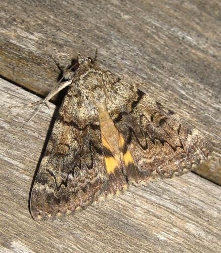 Catocala nymphagoga